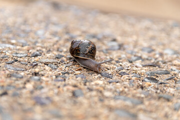 caracol arrastrándose