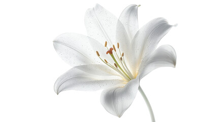 Fototapeta premium White lily flower blooming with transparent background