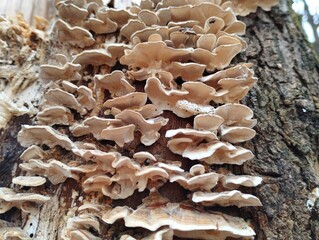 Many poisonous mushrooms on the trunk of an old tree in a spring forest. Natural background with...