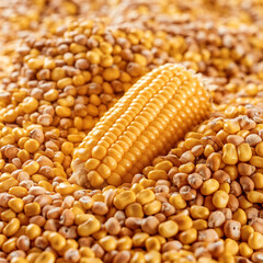 close up of corn