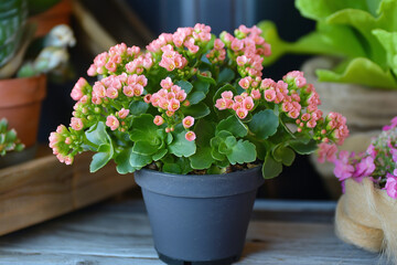 A small pink flower pot with pink flowers in it