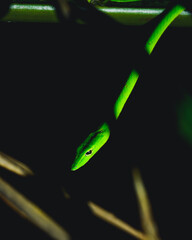 green snake in the dark