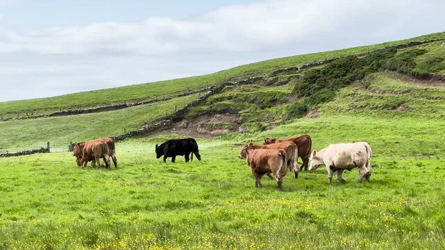 Cows walking on a green meadow in the countryside