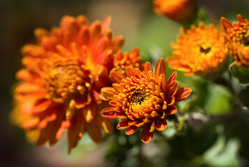 orange flowers