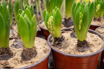 young shoots of hyacinths in pots. Bulbous house flowers in plastic pots. Hyacinths are amazing flowers, with lots of inflorescences. High quality photo