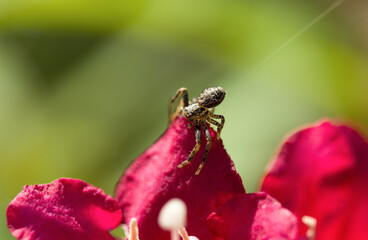 spider on a pink flower shoots a web