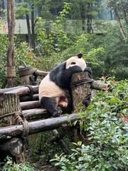 giant panda eating bamboo © Kamolthip