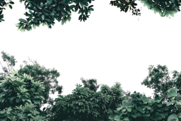 PNG Lush green foliage framing sky