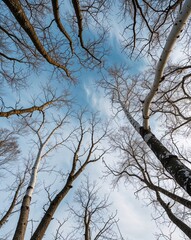 Obraz premium White bare tree branches reaching into the sky abstract natural tree concept background