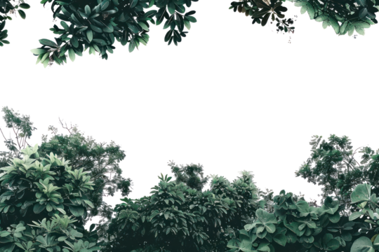 PNG Lush green foliage framing sky