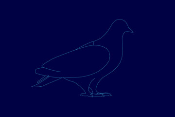 A bird is shown in a blue background. The bird is standing on a surface