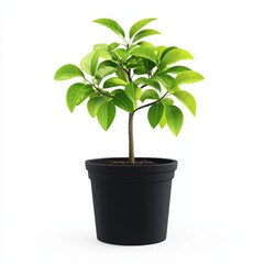 Small Fruit Tree Sapling in a Black Nursery Pot, Leaves Lush and Vibrant, A Future Orchard in the Making, Isolated on White Background