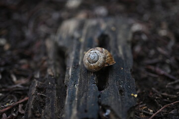 Schnecke auf Holz