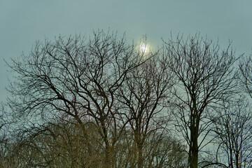 Leafless trees against the backdrop of the spring sun shining through the grey, cloudy sky in Pole Mokotowskie Park, Warsaw, Poland.