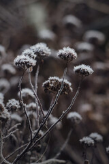 Winter flower with frost