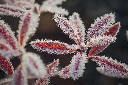 Red autumn leaves covered in frost