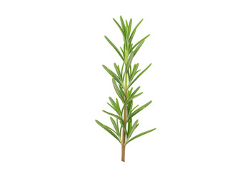 Obraz premium Fresh green sprig of rosemary, isolated on white background