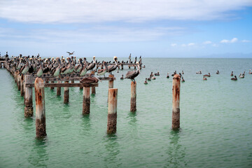 Wild birds on the ocean. Pelicans on a paradise island. Coche, Venezuela.