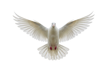 Naklejka premium A white dove in mid-flight with its wings fully spread, isolated on a white background