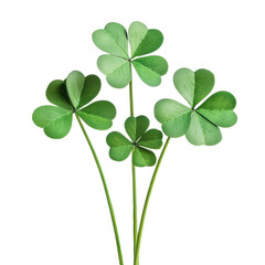 Lucky green clovers symbolizing good fortune growing together