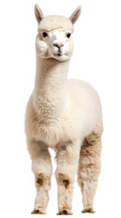 Obraz premium A fluffy alpaca with soft, white wool, standing proudly on a white surface. Transparent background