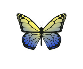 Schmetterling, bunt - Vektor