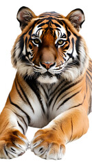 Fototapeta premium A large tiger with striking orange and black stripes, lying gracefully on a white surface. Transparent background