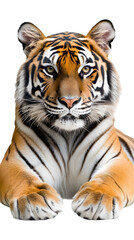 Fototapeta premium A large tiger with striking orange and black stripes, lying gracefully on a white surface. Transparent background
