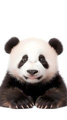 Naklejka premium A playful panda cub, with its round face and black-and-white fur, resting on a white surface. Transparent background