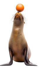 Fototapeta premium A playful sea lion balancing a ball on its nose, set against a white background. Transparent background