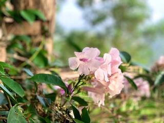 Obraz premium Close up beautiful pink flower or Tabebuya flower or Handroanthus chrysotrichus or Tabebuia rosea, that blooming in garden in spring season