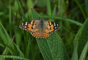 Distelfalter (Vanessa cardui)