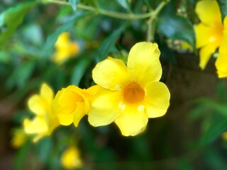 Fototapeta premium Close up of Allamanda cathartica flower blooming in the garden. Beautiful yellow flowers with foliage blurred background