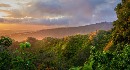 Forest, sunrise and trees for peace in nature, sustainable environment and oxygen production on trip. Travel, dawn and mountain green for calm on vacation in Hawaii, eco friendly woods and relaxing