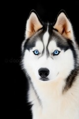 Fototapeta premium Majestic Siberian Husky Portrait with Striking Blue Eyes on Black