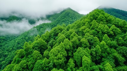 Lush Green Mountains Surrounded by Mist and Dense Forest Landscape