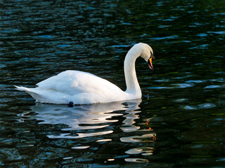 Mute Swans in Winter on a River  at Chard Somerset