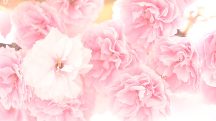 花の背景素材　八重咲の桜