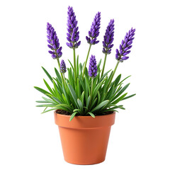 Fototapeta premium Lavender plant in a pot on transparent background 