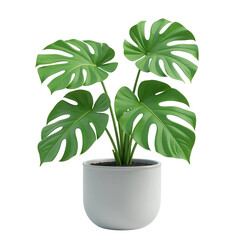 Monstera plant in pot on transparent background