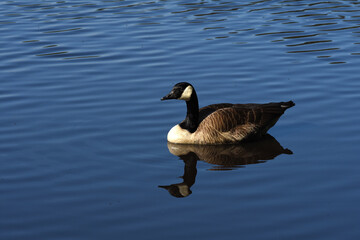 Kanadagans (Branta canadensis)