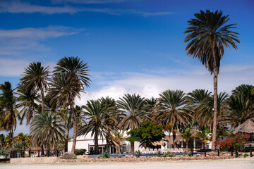Obraz premium Palm trees in the tropics. Palm, sand beach. Paradise island in the Caribbean Sea. Venezuela, Coche Island.