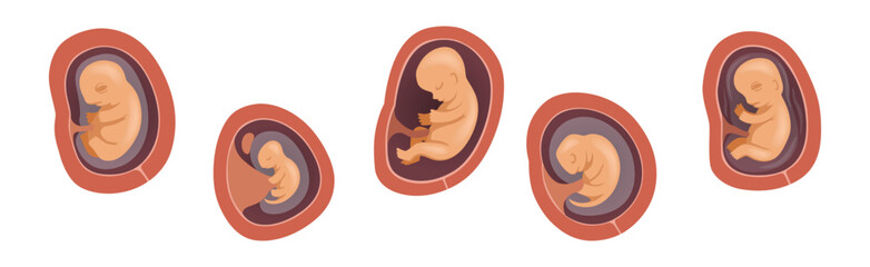 Human Embryo Development Stages Medical Infographic Element Vector Set