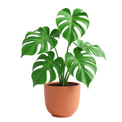 Monstera plant in pot on transparent background