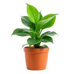 Plant in pot on transparent background