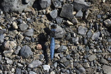 Südlicher Blaupfeil (Orthetrum brunneum)