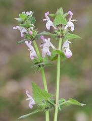 wild plants, medicinal plants, medicinal flowers photos