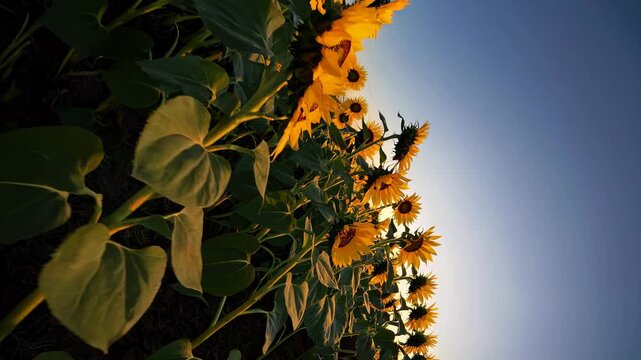 Low-angle view of a sunflower field at sunset, with golden petals illuminated by warm light against a deep blue sky.