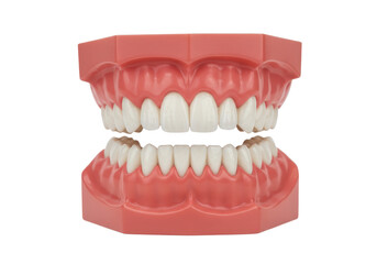 Obraz premium Artificial dental model showing upper and lower teeth in pink gums isolated on white background
