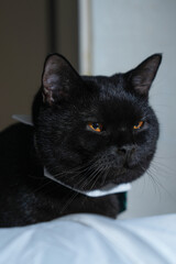 A black male British Shorthair cat named Haiter.
